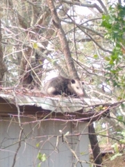 Didelphis virginiana