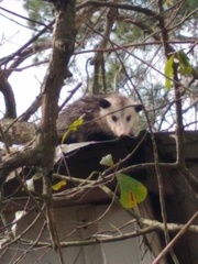Didelphis virginiana