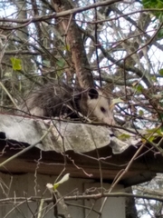 Didelphis virginiana