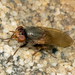 Yucca Flies - Photo (c) Jim Moore (Maryland), some rights reserved (CC BY-NC), uploaded by Jim Moore (Maryland)