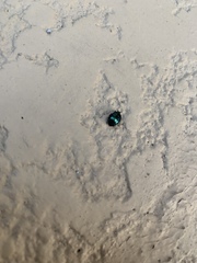 Saprinus pensylvanicus