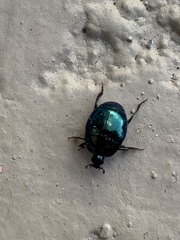 Saprinus pensylvanicus