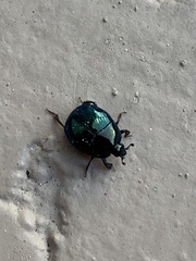 Saprinus pensylvanicus
