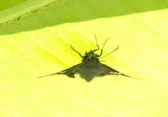 Ridens crison crison