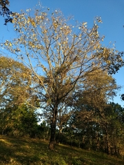 Quercus calophylla