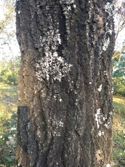 Quercus calophylla