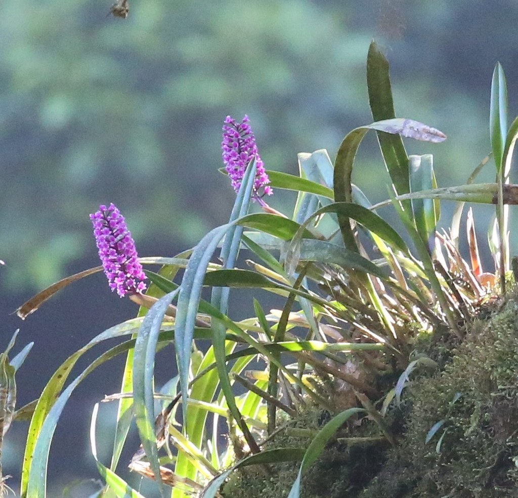 Arpophyllum laxiflorum