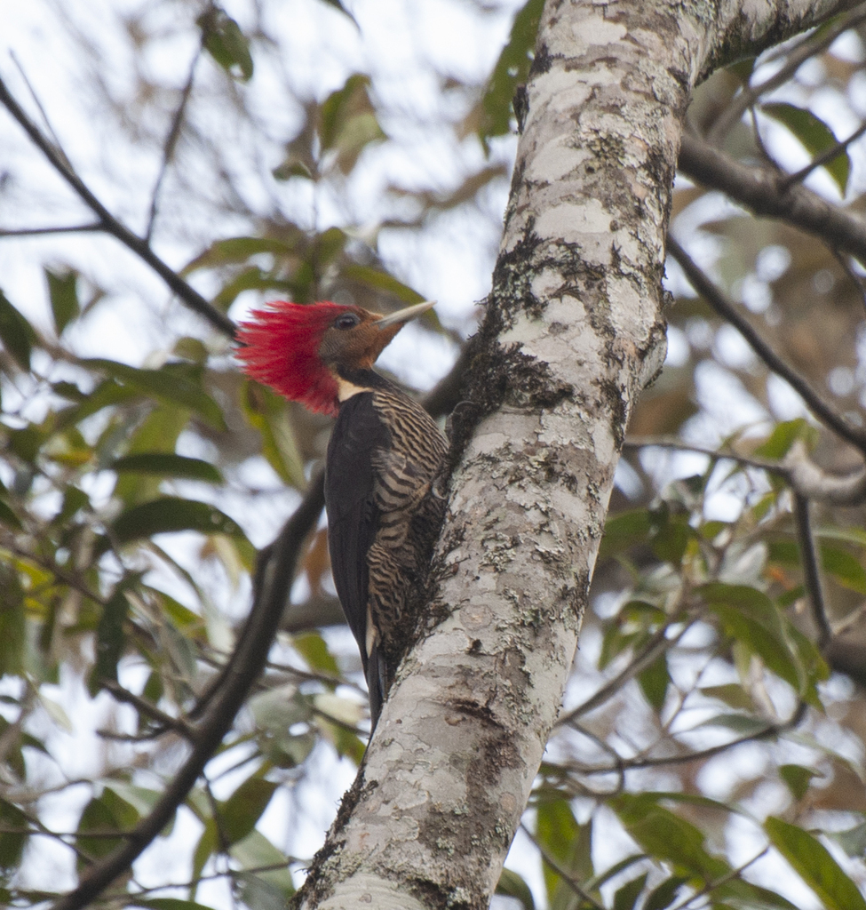 Helmeted Woodpecker