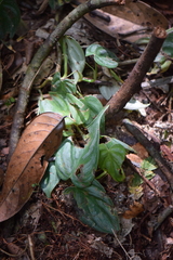 Philodendron toshibae