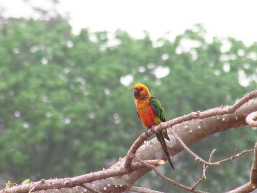 Jandaya Parakeet