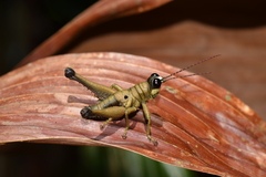 Ommatolampis perspicillata
