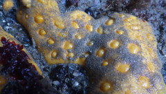 Polymastia pachymastia