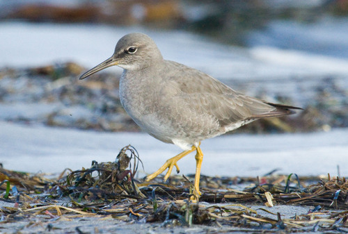Wandering Tattler