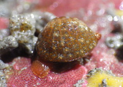 Pseudopusula californiana image