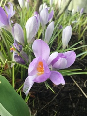 Crocus