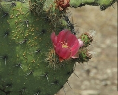 Opuntia pilifera