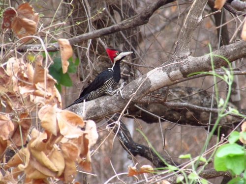 Crimson-crested Woodpecker