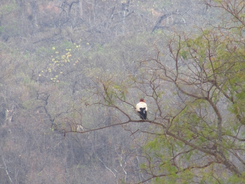 King Vulture