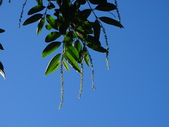 Citharexylum mocinoi