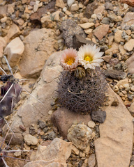 Echinomastus warnockii