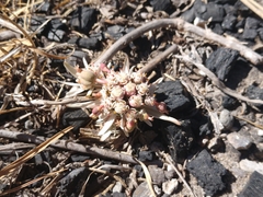 Euphorbia radians