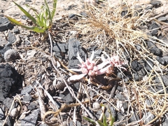 Euphorbia radians