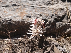 Euphorbia radians