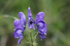 Aconitum nasutum