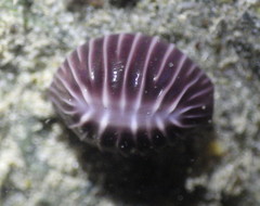 Pseudopusula californiana