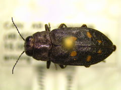 Phaenops drummondi