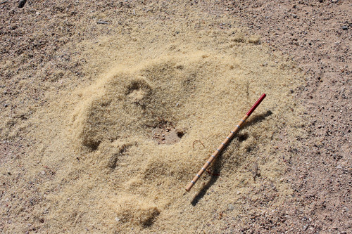Bicolored Harvester Ant