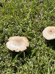 Chlorophyllum molybdites image