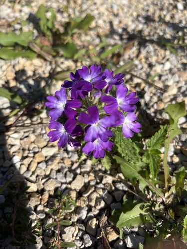 Foto de Verbena