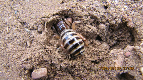 North American Jerusalem Crickets