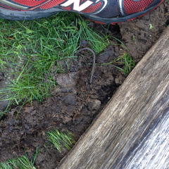 Batrachoseps gavilanensis