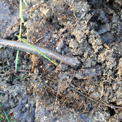 Batrachoseps gavilanensis