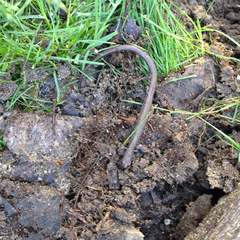 Batrachoseps gavilanensis