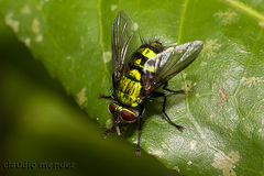 Chrysoexorista