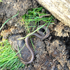 Batrachoseps gavilanensis