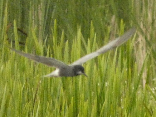 Fumarel común (Chlidonias niger)