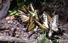 Epargyreus clarus clarus