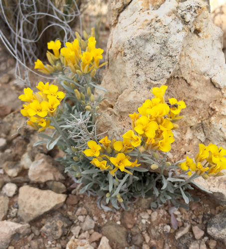 Physaria cinerea