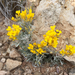 Basin Bladderpod - Photo (c) Fraser Watson, some rights reserved (CC BY-NC), uploaded by Fraser Watson