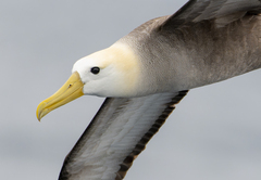 Waved Albatross photo 4