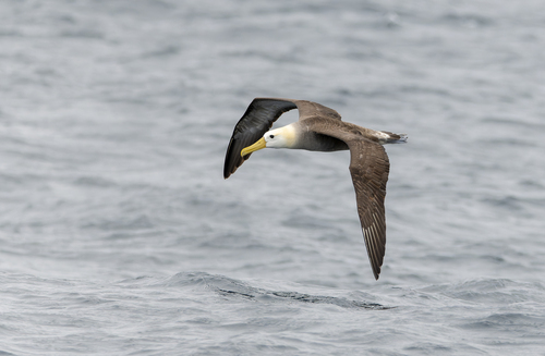 Albatros de Galápagos (Phoebastria irrorata)