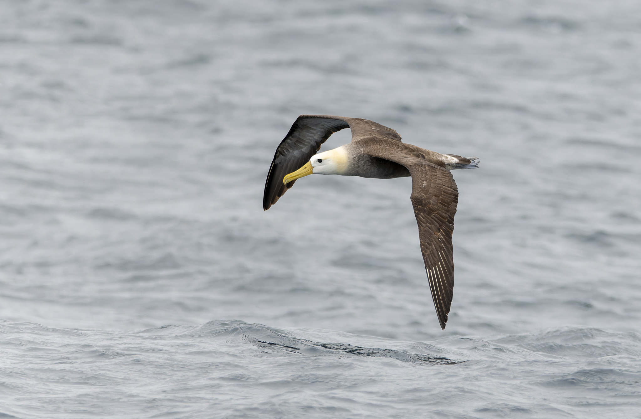 Waved Albatross illustration