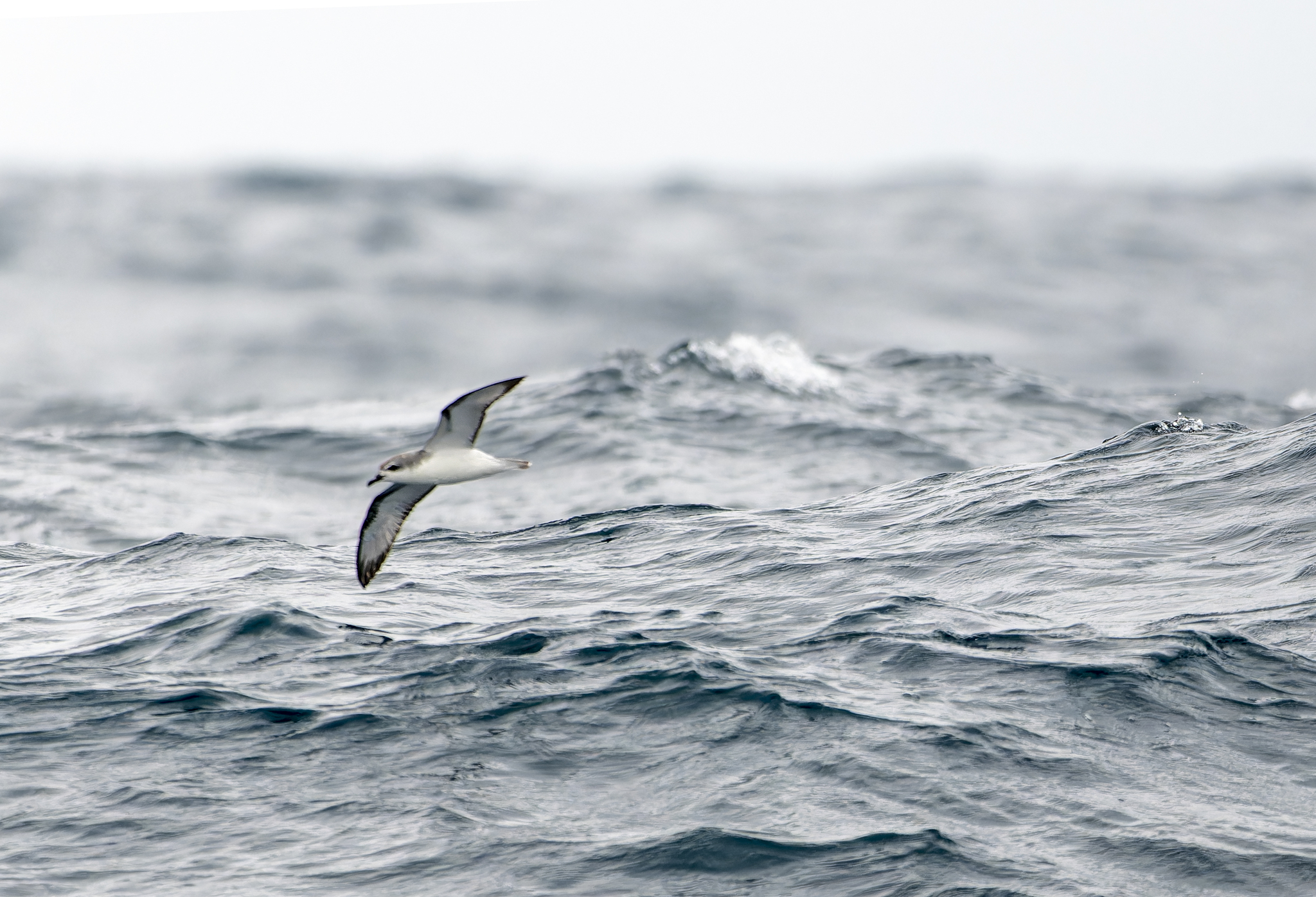Cook's Petrel illustration