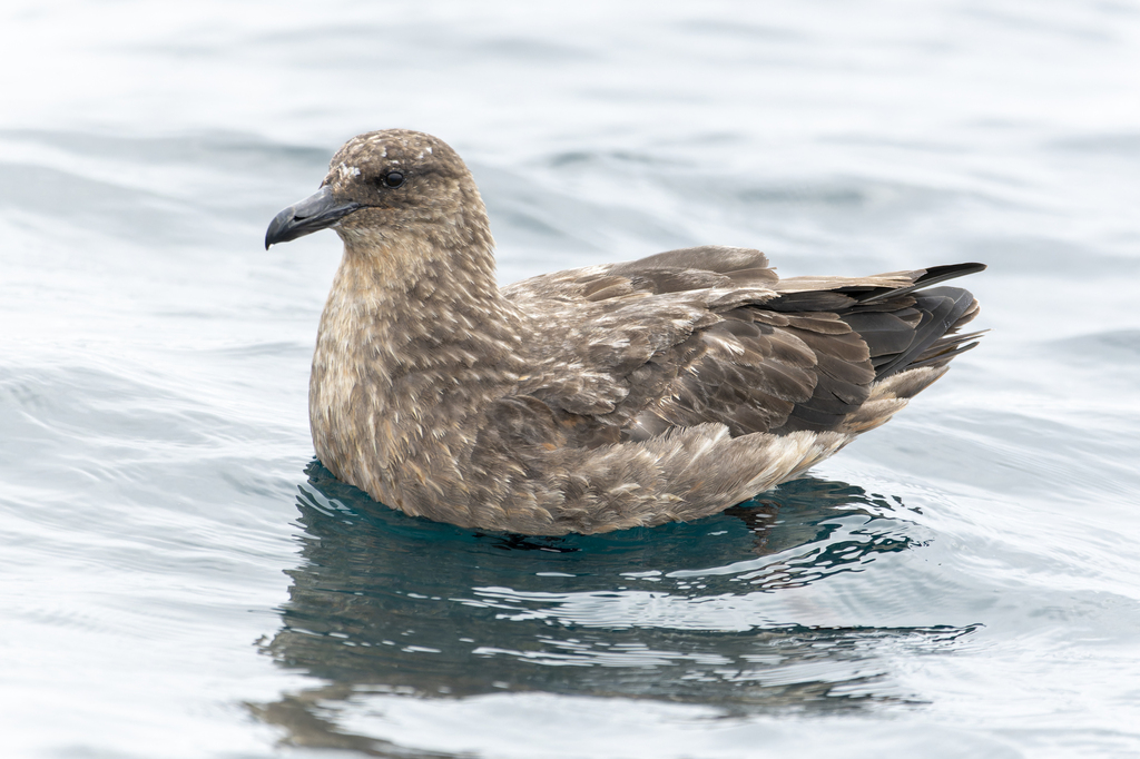 Chilean Skua photo
