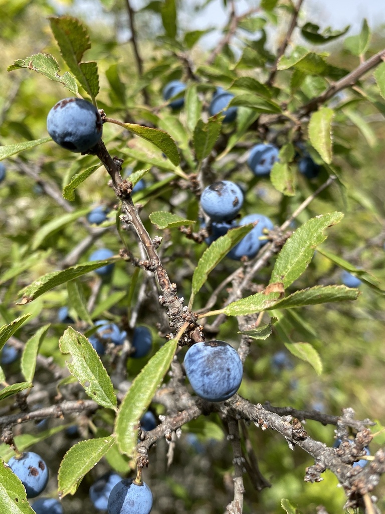 Prunus spinosa