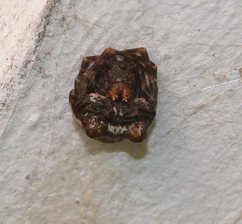 Southern Bolas Spider photo 2